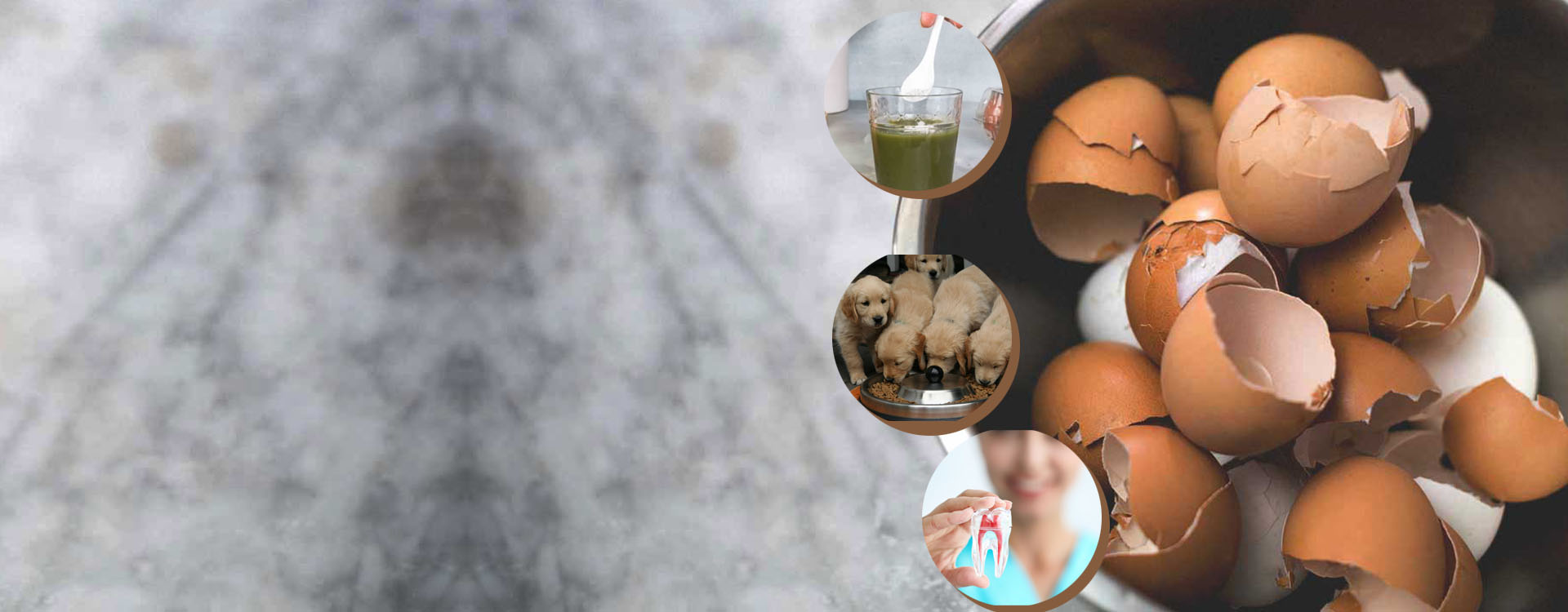 Egg Shell Powder